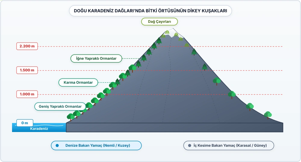 Yükseldikçe geniş yapraklı, karışık, iğne yapraklı orman ve dağ çayırı kuşakları. Şemadaki metreler örnektir; kuşak sınırları her yerde aynı değildir.